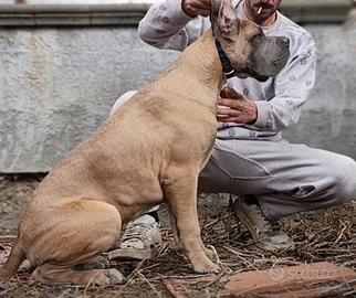Cucciolo di Cane Corso Italiano