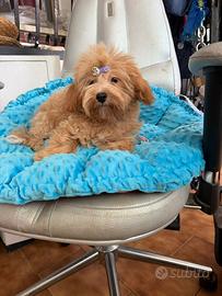 Maschio di Maltipoo di origini coreane