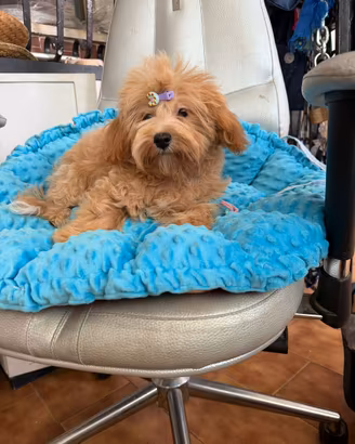 Maschio di Maltipoo di origini coreane