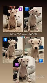 Cuccioli di dogo argentino