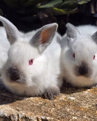 Conigli californiani