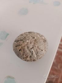 pietra fossile rare
