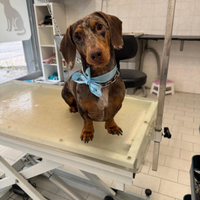 Bassotto per accoppiamento