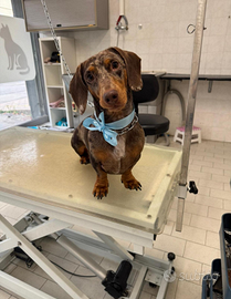 Bassotto per accoppiamento