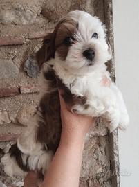 Cuccioli Bichon Havanesi