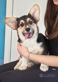 Cuccioli di welsh corgi pembroke