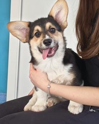 Cuccioli di welsh corgi pembroke