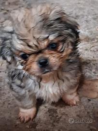 Cuccioli di pechinese