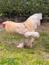 Gallo brahma