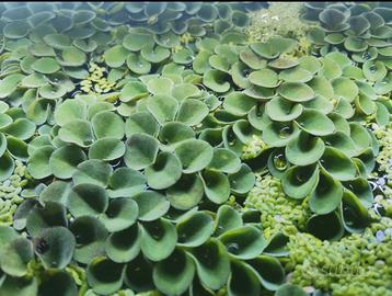 Piante galleggianti acquario - Salvinia cucullata