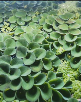 Piante galleggianti acquario - Salvinia cucullata
