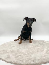 Maschietti jagd terrier neri focati