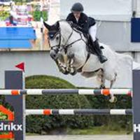 Cavallo da salto