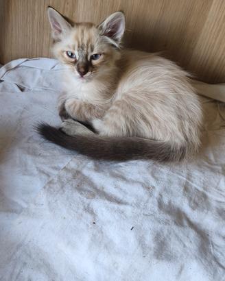 gattino Seal tabby sacro di Birmania 