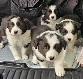 Border collie con pedigree