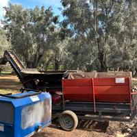 Cernitrice olive de masi