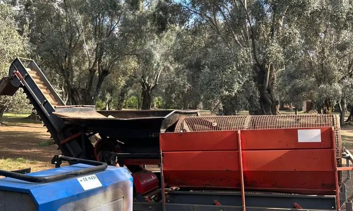 Cernitrice olive de masi