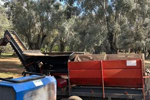 Cernitrice olive de masi