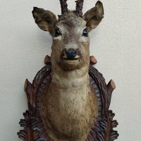 Trofeo capriolo tassidermia scudo legno intagliato