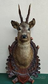 Trofeo capriolo tassidermia scudo legno intagliato