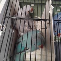 Parrochetto collare portatore