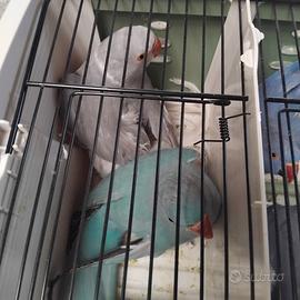 Parrochetto collare portatore