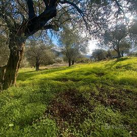 Terreno Oliveto Loc. Poglina - Las Covas
