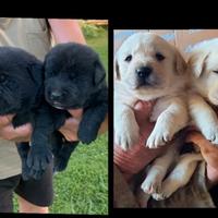 Labrador cuccioli,genitori pedigree