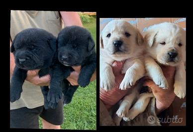 Labrador cuccioli,genitori pedigree