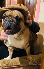 Cane/bulldog francese da monta