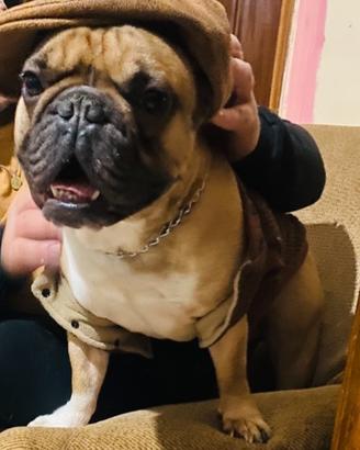 Cane/bulldog francese da monta
