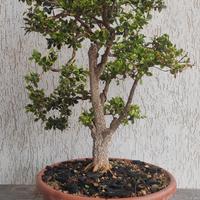 Pre Bonsai di Bosso (Buxus) di oltre 30 anni