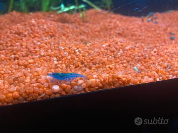 Neocaridina davidi blue dream