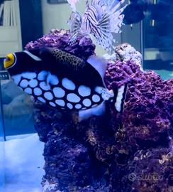 Pesce Balestra Conspicillum- ambientato