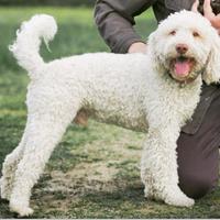 Maschio di Lagotto disponibile