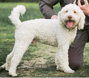 Maschio di Lagotto disponibile