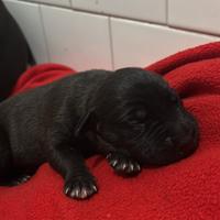 Pitbull incrocio con malinua