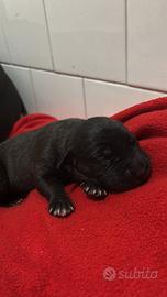 Pitbull incrocio con malinua