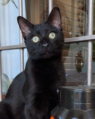 Gatto gattino nero