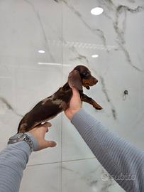 Bassotto femmina con pedigree