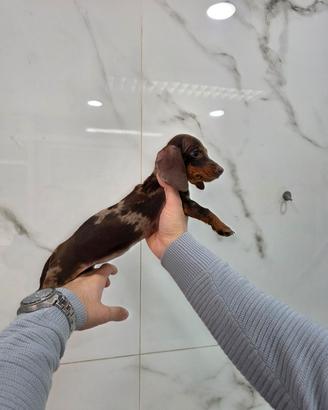 Bassotto femmina con pedigree