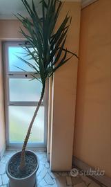 Pianta Yucca 