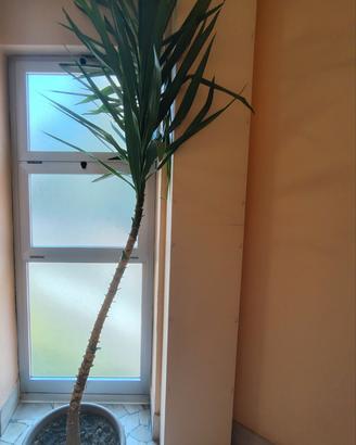 Pianta Yucca 