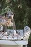 cuccioli-di-pit-bull-blue-anche-a-rate