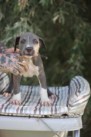 Cuccioli di Pit Bull Blue anche a rate
