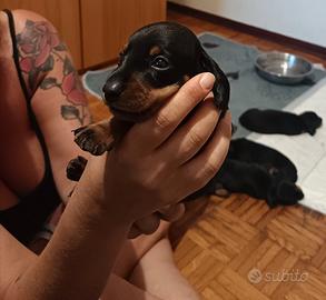 Cuccioli di bassotto