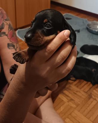 Cuccioli di bassotto