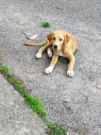 Cucciola pastore maremmano-tedesco