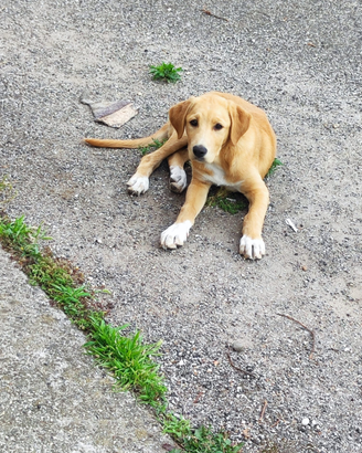 Cucciola pastore maremmano-tedesco