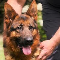 Cucciolo di pastore tedesco 20 mesi